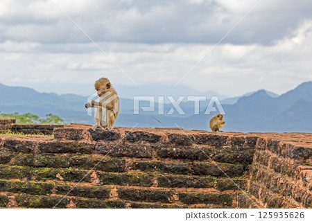 Wild toque macaque sitting on a wall in the jungle 125935626