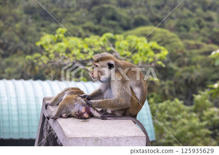 Wild toque macaque sitting on a wall in the jungle Wild toque macaque sitting on a wall in the jungle 125935629