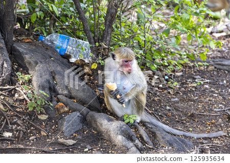 Wild toque macaque sitting on a wall in the jungle Wild toque macaque sitting on a wall in the jungle 125935634