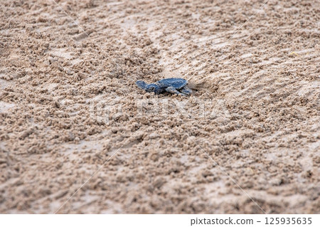 Newborn sea turtle crawling on sandy beach to ocean Newborn sea turtle crawling on sandy beach to ocean 125935635