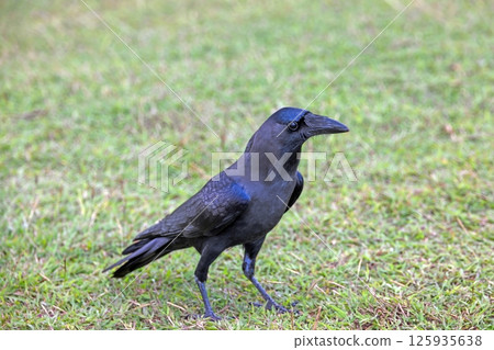House crow standing on grass in daylight 125935638