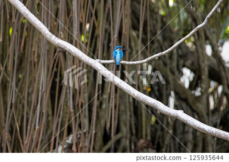 Bright blue kingfisher sitting on branch in forest Bright blue kingfisher sitting on branch in forest 125935644