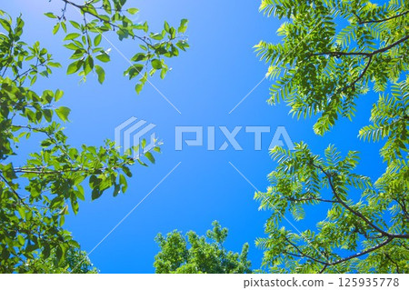 Summer foliage, image of beautiful and fresh green leaves against blue sky 125935778