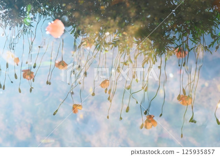 A pale image of a poppy flower reflected on the water surface 125935857