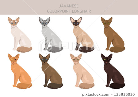 Javanese cat clipart. Colorpoint Longhair cats all coat colors set.  All cat breeds characteristics infographic 125936030