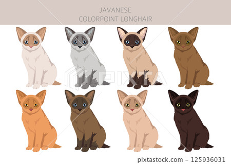 Javanese cat clipart. Colorpoint Longhair cats all coat colors set. All cat breeds characteristics infographic Javanese cat clipart. Colorpoint Longhair cats all coat colors set. All cat breeds characteristics infographic 125936031