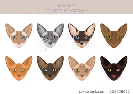 Javanese cat clipart. Colorpoint Longhair cats all coat colors set.  All cat breeds characteristics infographic 125936032