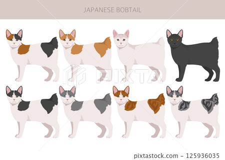 Japanese bobtail cat clipart. All cat breeds characteristics infographic 125936035