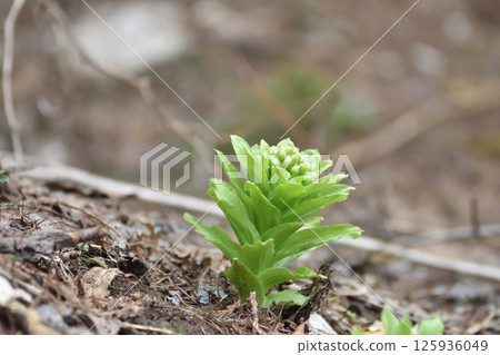 春天來到了Hikinooto 125936049