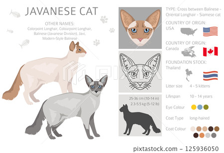 Javanese cat clipart. Colorpoint Longhair cats all coat colors set.  All cat breeds characteristics infographic 125936050