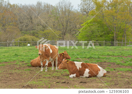 那須高原南丘牧場 125936103