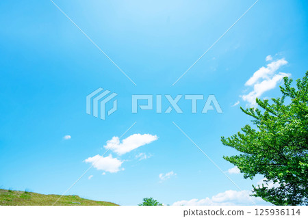 藍天,白雲和樹林 藍天,白雲和樹林 125936114