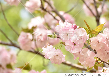 華麗的粉紅色櫻花——Itoguri 華麗的粉紅色櫻花——Itoguri 125936133
