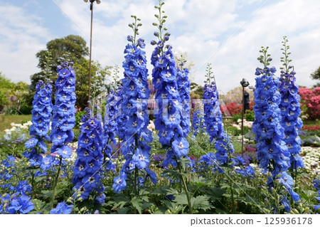 Delphiniums at Ashikaga Flower Park 125936178