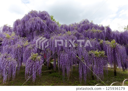 Ashikaga is a flower park wisteria flower Ashikaga is a flower park wisteria flower 125936179
