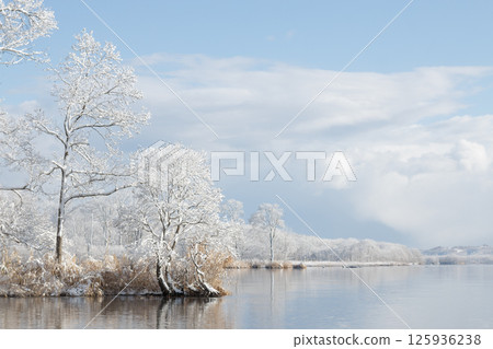 湖邊的樹木，冬天的景色 125936238