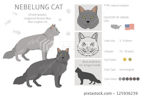 Nebelung Cat clipart. All coat colors set. All cat breeds characteristics infographic Nebelung Cat clipart. All coat colors set. All cat breeds characteristics infographic 125936239