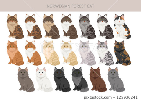 Norwegian Forest Cat clipart. All coat colors set.  All cat breeds characteristics infographic Norwegian Forest Cat clipart. All coat colors set.  All cat breeds characteristics infographic 125936241
