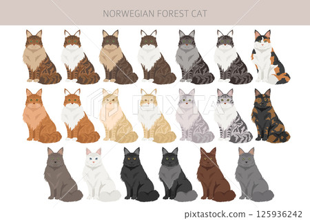 Norwegian Forest Cat clipart. All coat colors set.  All cat breeds characteristics infographic 125936242