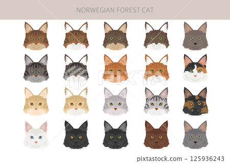 Norwegian Forest Cat clipart. All coat colors set.  All cat breeds characteristics infographic 125936243