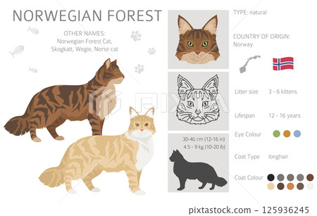 Norwegian Forest Cat clipart. All coat colors set.  All cat breeds characteristics infographic 125936245