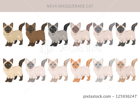 Neva Masquerade Cat clipart. All coat colors set.  All cat breeds characteristics infographic Neva Masquerade Cat clipart. All coat colors set.  All cat breeds characteristics infographic 125936247