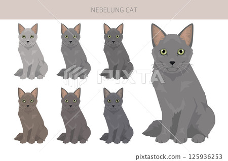 Nebelung Cat clipart. All coat colors set.  All cat breeds characteristics infographic 125936253