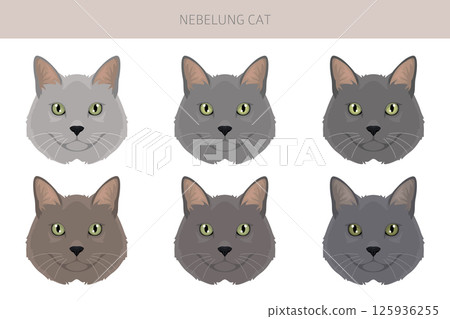 Nebelung Cat clipart. All coat colors set.  All cat breeds characteristics infographic 125936255