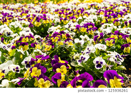 The charm of colorful pansies The charm of colorful pansies 125936261