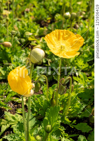 Bright yellow poppy flowers Bright yellow poppy flowers 125936419