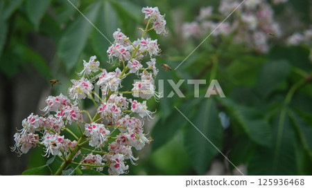 Blossoming chestnut branch with flying bees on a natural background Blossoming chestnut branch with flying bees on a natural background 125936468
