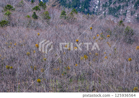 寄生植物槲寄生 125936564