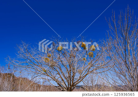 藍天和槲寄生 125936565