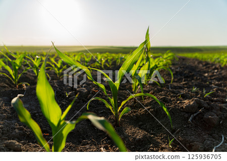 Green corn shoots emerge from rich soil, basking in sunlight on a clear day in a sprawling agricultural landscape 125936705