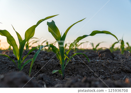 Small corn plants sprout from fertile soil as the sun rises, signaling the start of a promising growing season in the field Small corn plants sprout from fertile soil as the sun rises, signaling the start of a promising growing season in the field 125936708