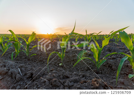 Corn plants break through rich soil as the sun rises, casting a warm glow over the farmland, symbolizing growth and new beginnings Corn plants break through rich soil as the sun rises, casting a warm glow over the farmland, symbolizing growth and new beginnings 125936709