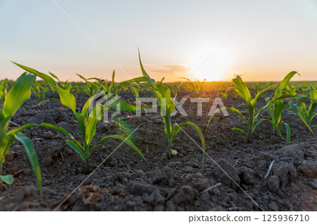 Corn seedlings emerge from dark soil, bathed in golden sunlight during the early morning hours in a rural landscape Corn seedlings emerge from dark soil, bathed in golden sunlight during the early morning hours in a rural landscape 125936710