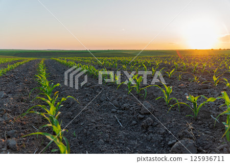Young corn plants emerge from dark soil, illuminated by a warm sunset in a tranquil agricultural setting Young corn plants emerge from dark soil, illuminated by a warm sunset in a tranquil agricultural setting 125936711