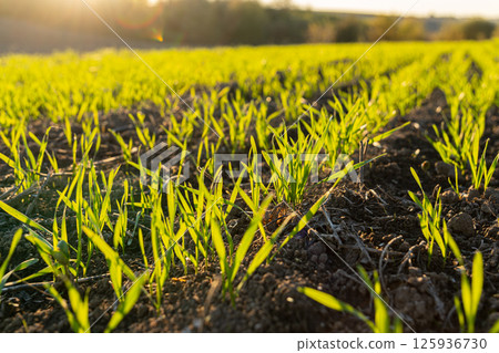 New grass shoots emerge from rich soil under the warm sunlight, signaling the arrival of spring in a rural landscape 125936730