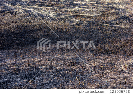 Burnt ground in a rural setting shows the aftermath of a recent wildfire, with scattered blackened remnants of grass and soil exposed under sunlight 125936738