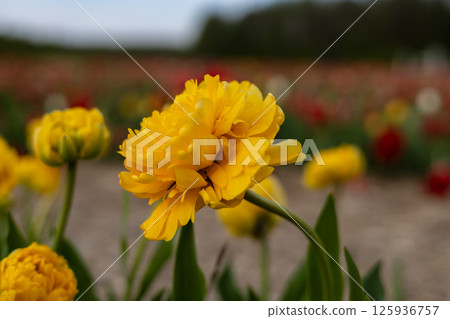 Close-up view of a yellow flower surrounded by a variety of blossoms in a beautiful garden during springtime, showcasing vivid colors Close-up view of a yellow flower surrounded by a variety of blossoms in a beautiful garden during springtime, showcasing vivid colors 125936757
