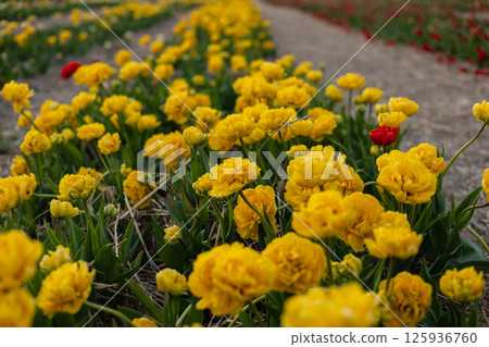 A field of bright yellow flowers thrives among other colorful blooms, showcasing nature's beauty in a spring garden landscape 125936760