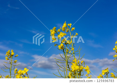 Vibrant rapeseed flowers flourish in a sprawling field, showcasing the beauty of nature and agriculture in full bloom 125936783