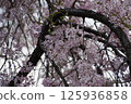 Pink cherry blossoms in full bloom 125936858