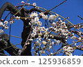 White plum shining in the blue sky 125936859