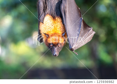 Fruit bat, pteropus seychellensis muzzle, seychelles flying foxes close-up on blurred background 125936982