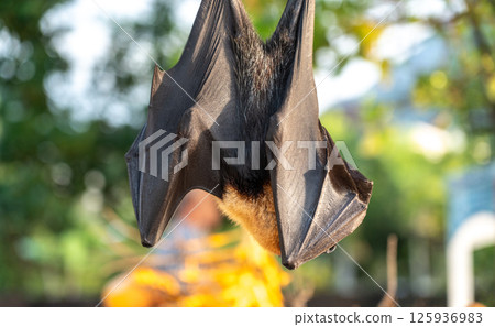 Fruit bat, pteropus seychellensis muzzle, seychelles flying foxes close-up on blurred background 125936983