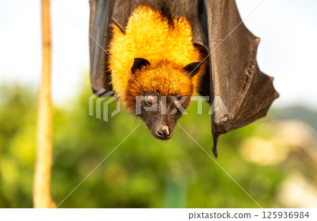 Fruit bat, pteropus seychellensis muzzle, seychelles flying foxes close-up on blurred background 125936984