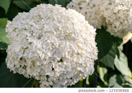 Hydrangea Flowers, Blooming White Hortensia, Hydrangea Paniculata Flower Closeup, Large Inflorescences 125936988