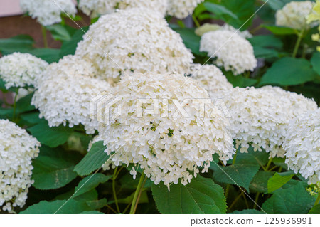 Hydrangea Flowers, Blooming White Hortensia, Hydrangea Paniculata Flower Closeup, Large Inflorescences 125936991